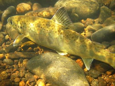 Une petite de beaulieu